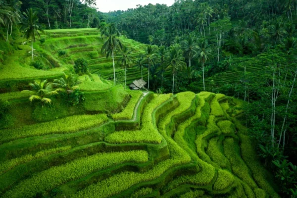 Tegallalang Rice Terrace Bali scenic green rice fields in Ubud